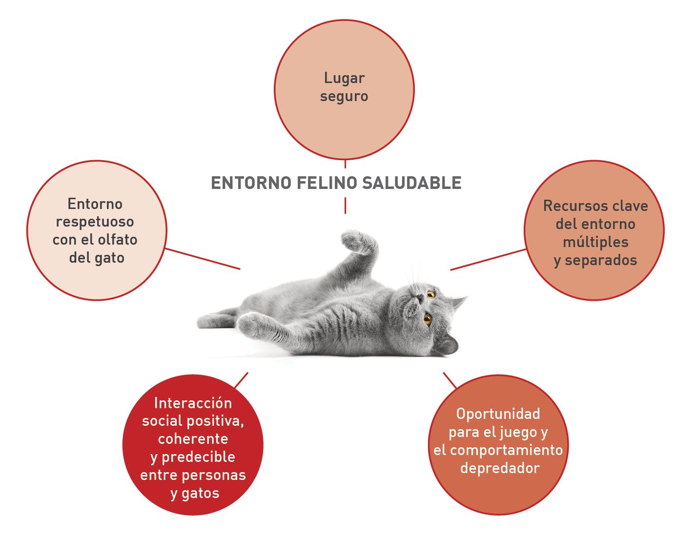 Las necesidades generales de los gatos se describen en los cinco pilares esenciales del entorno felino sano