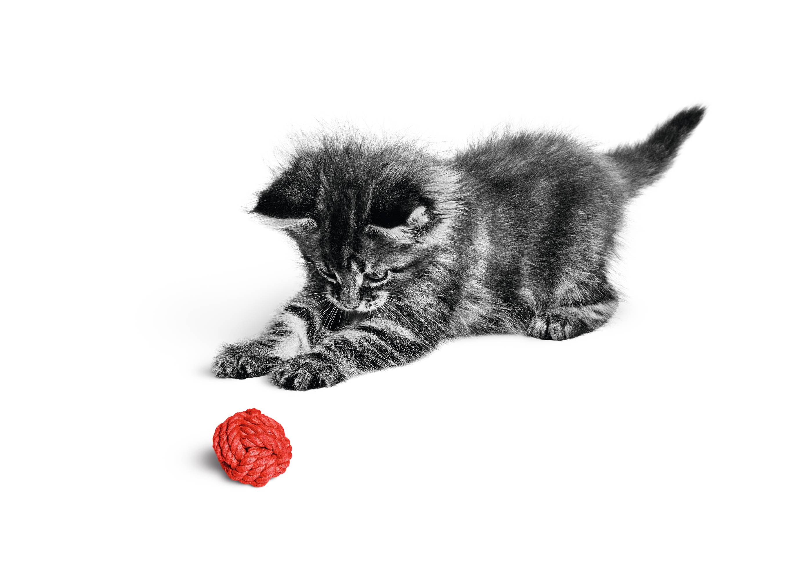 Eine Schwarzweiß-Aufnahme eines Maine-Coon-Kätzchens, das mit einem roten Ball spielt