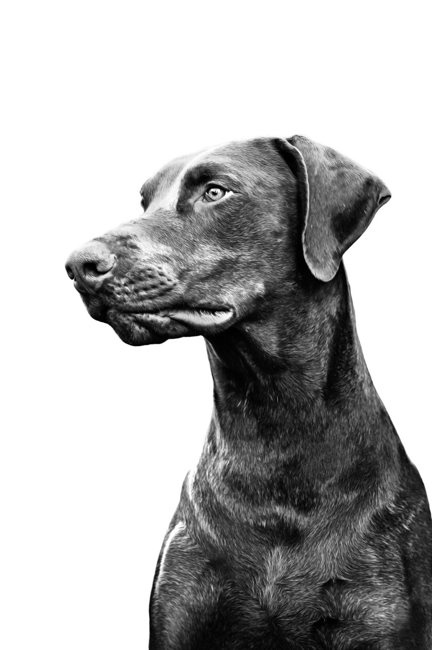 Doberman adult black and white