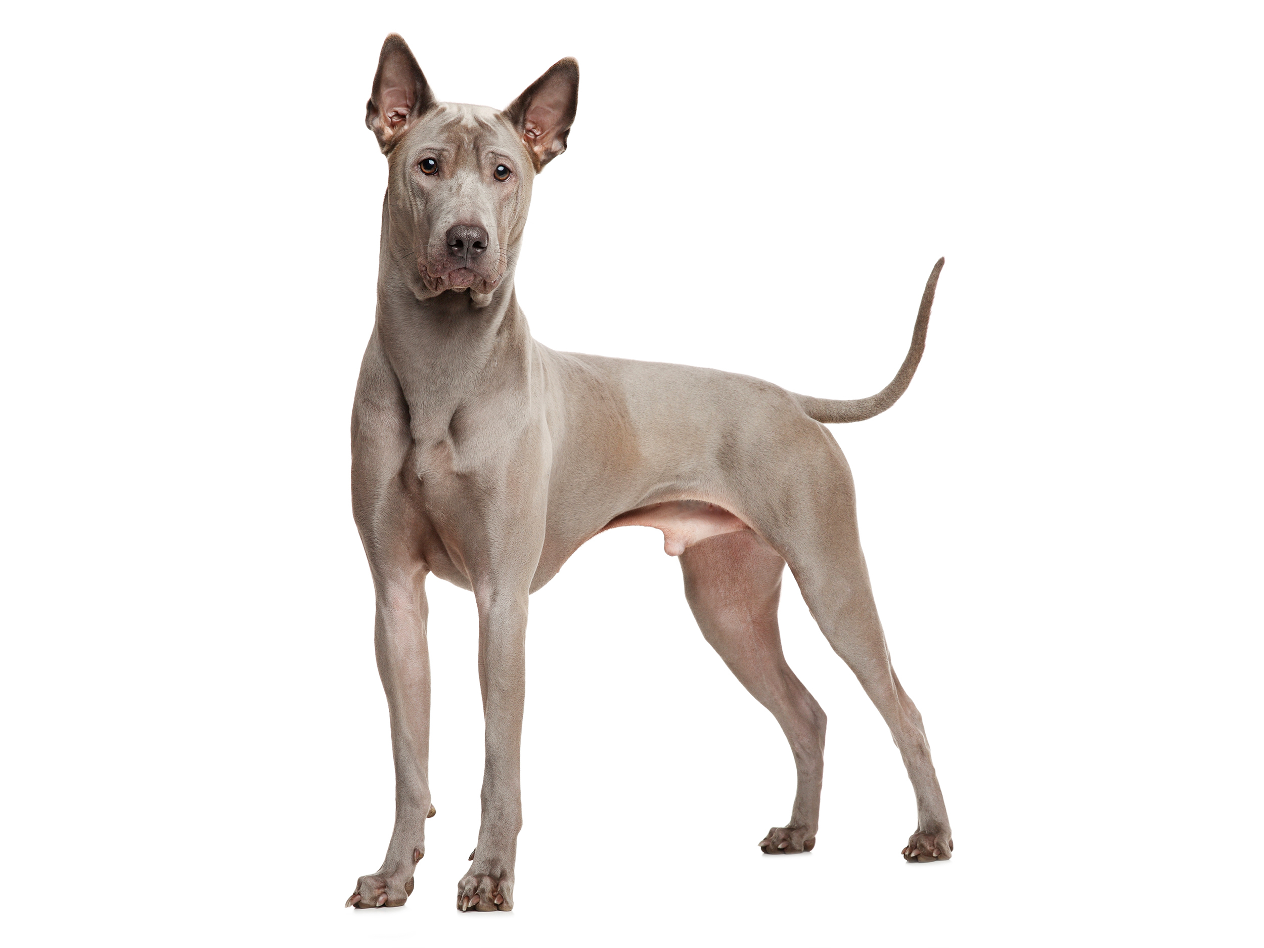 Thai Ridgeback Dog adult black and white