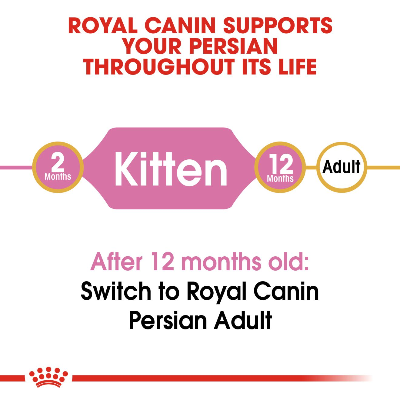 Persian Kitten Kering Royal Canin