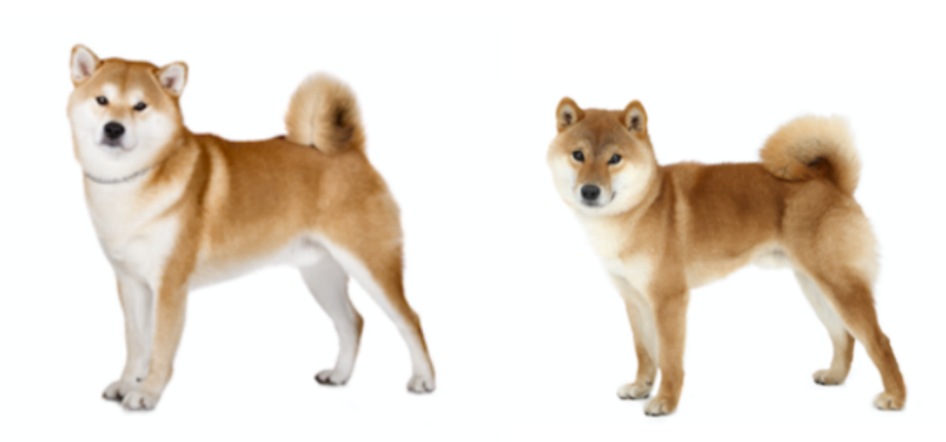 001-The difference between Akita Inu and a Shiba Inu