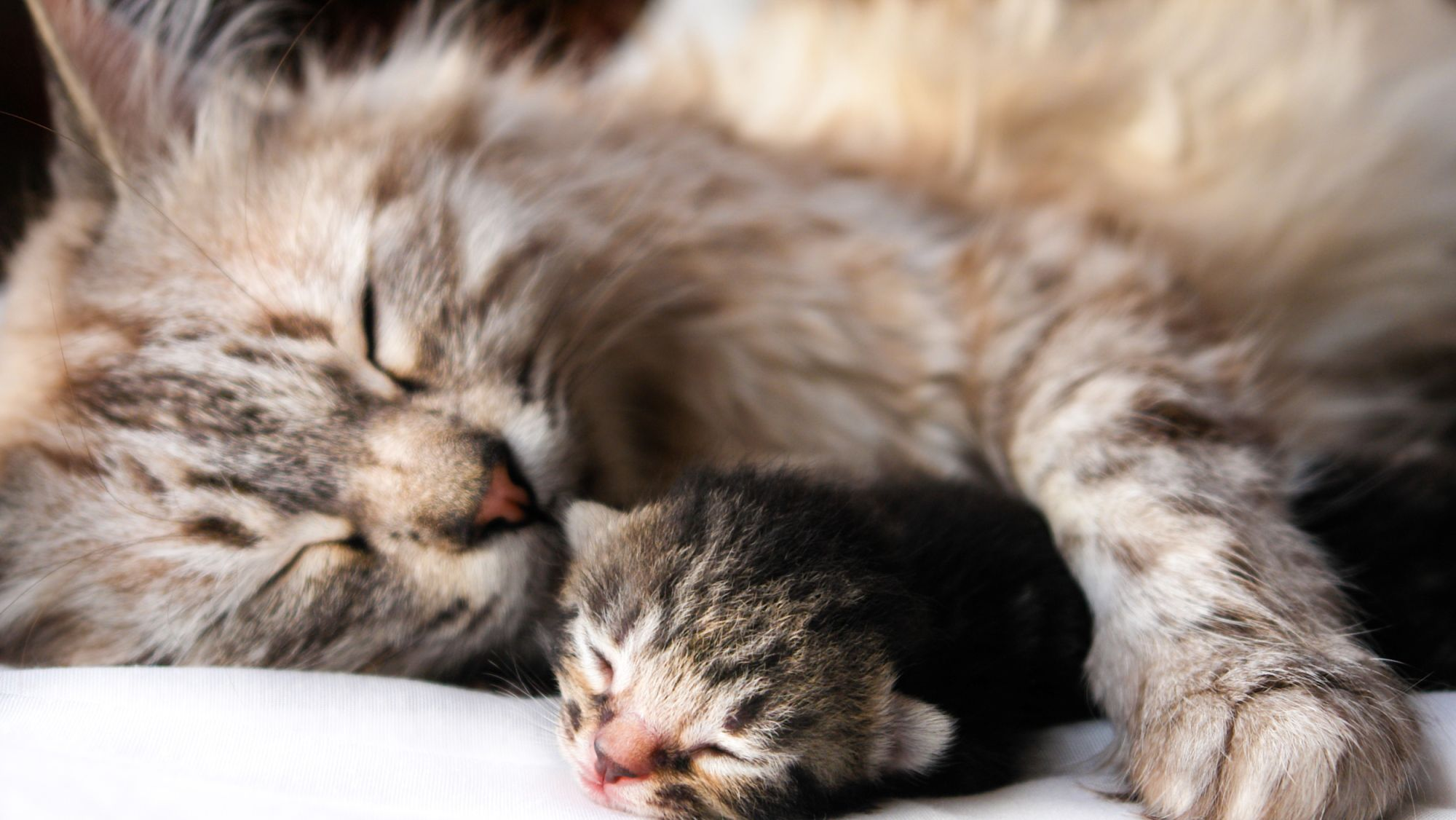 A cat and a kitten sleeping