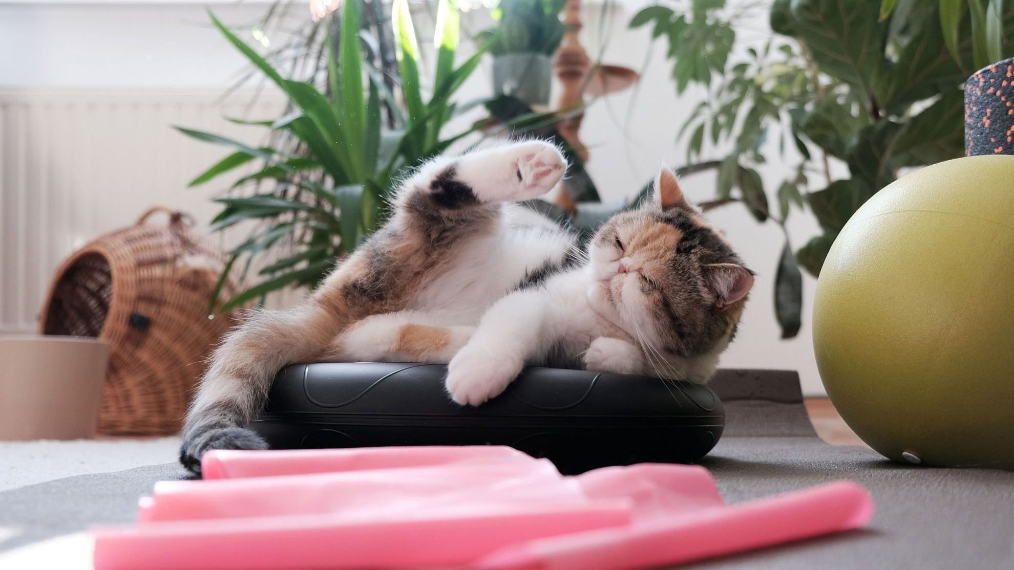 Un gato descansa en su cama