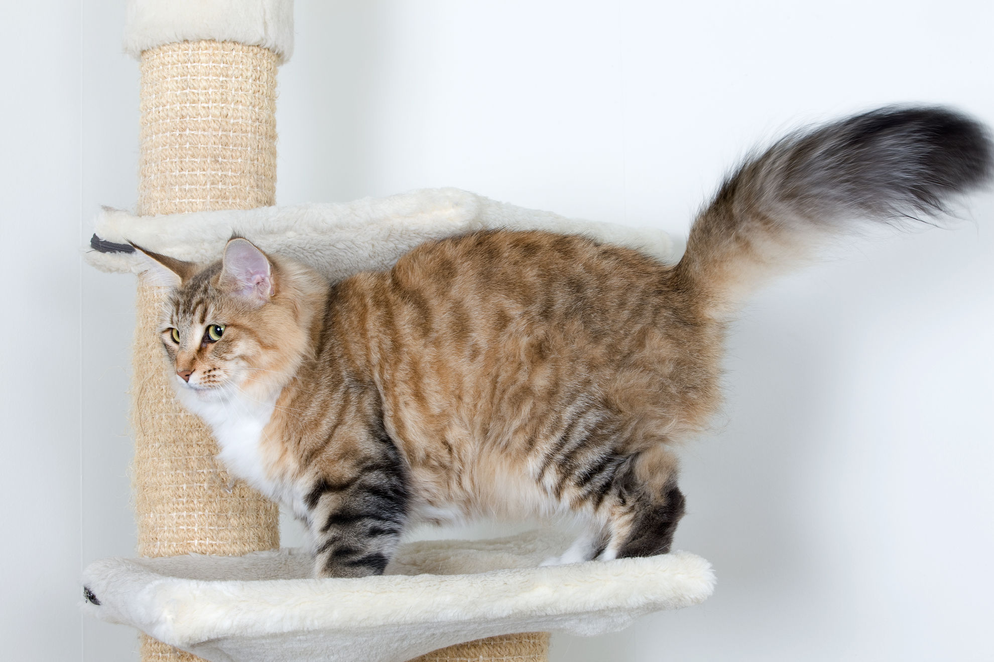 Запор у кота: что делать - как помочь коту при запоре: что дать | Royal  Canin
