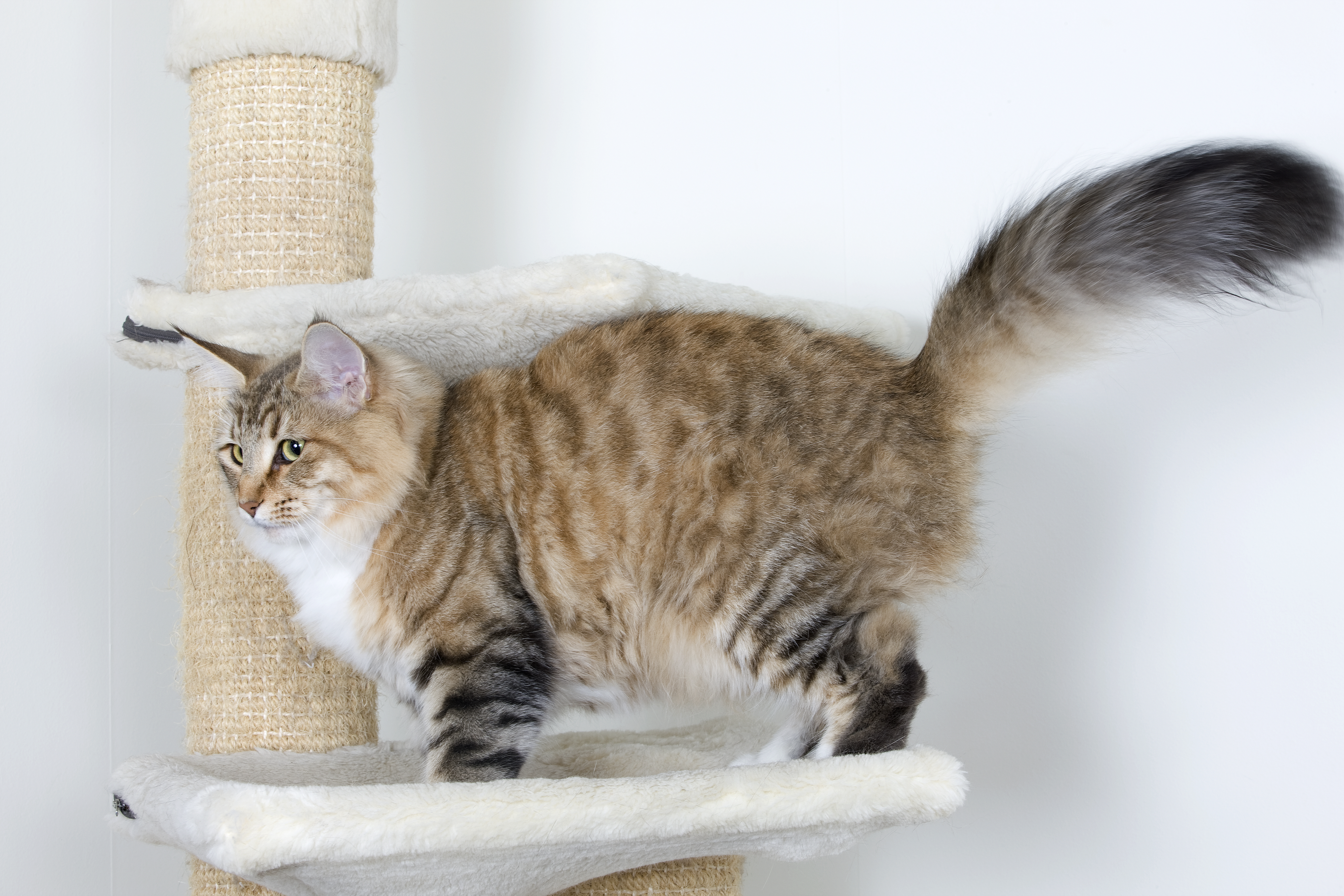 Колтуны у кошки - как избавиться от колтунов у кота | Royal Canin