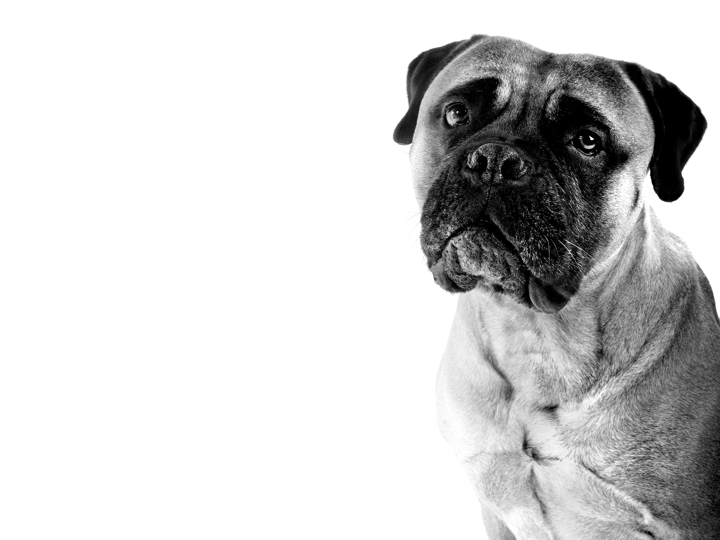 Bullmastiff adult in black and white