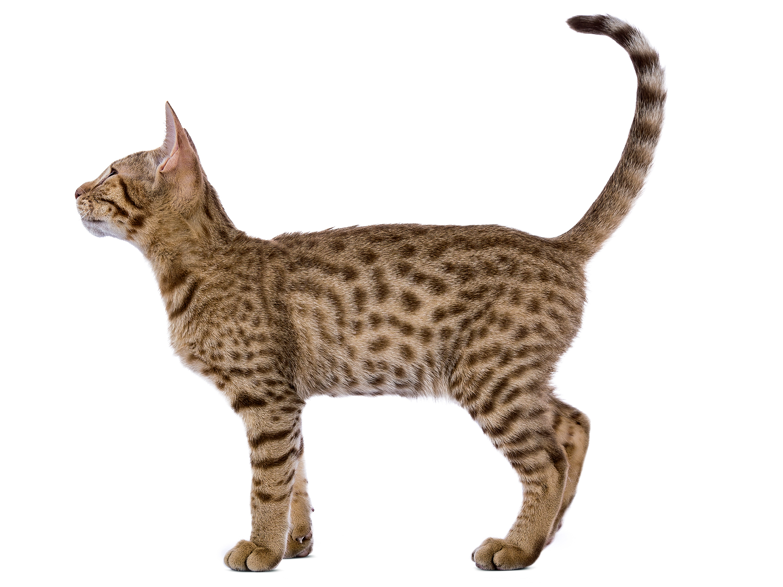 Ocicat adult black and white