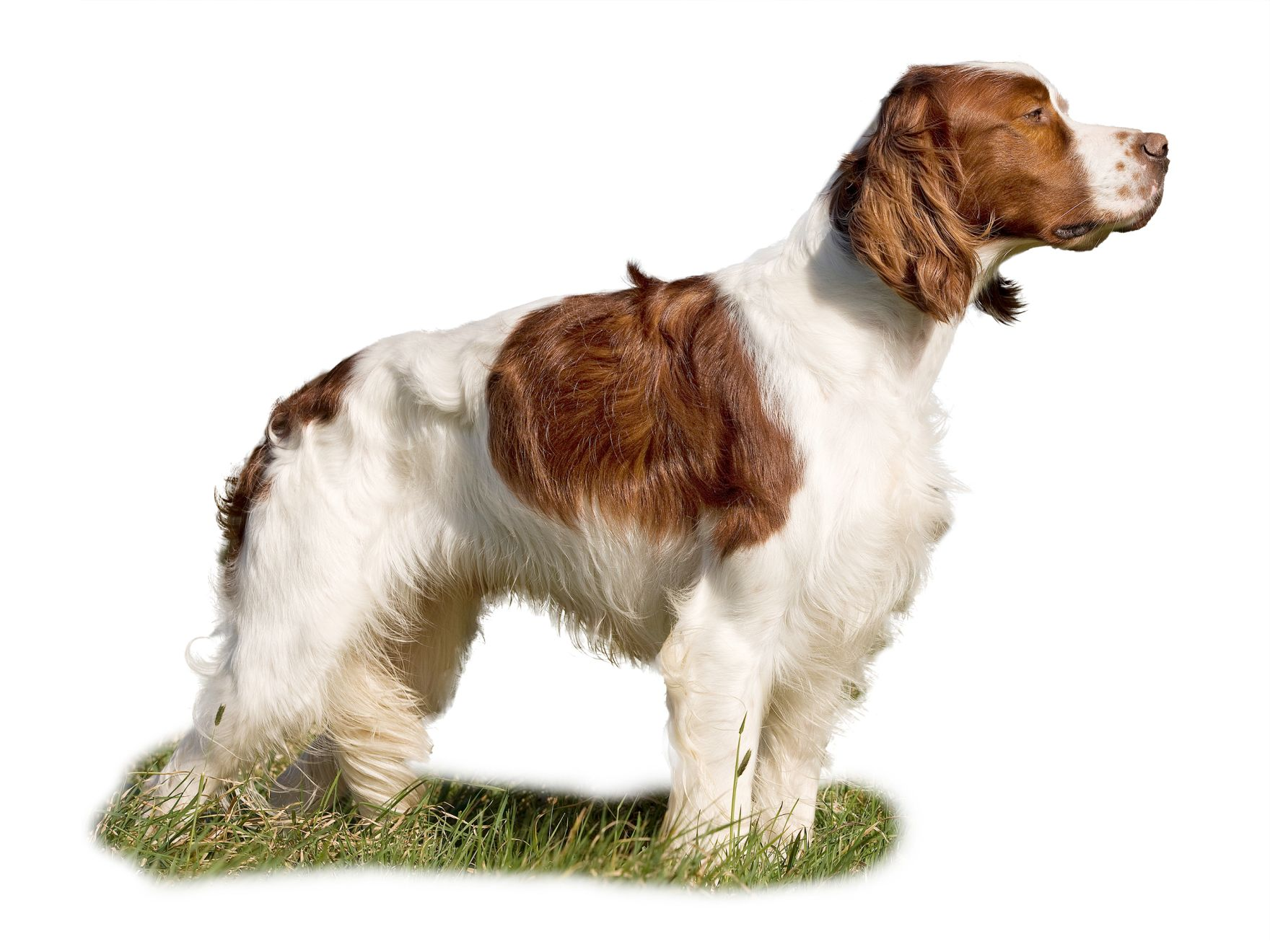 Royal canin best sale irish setter