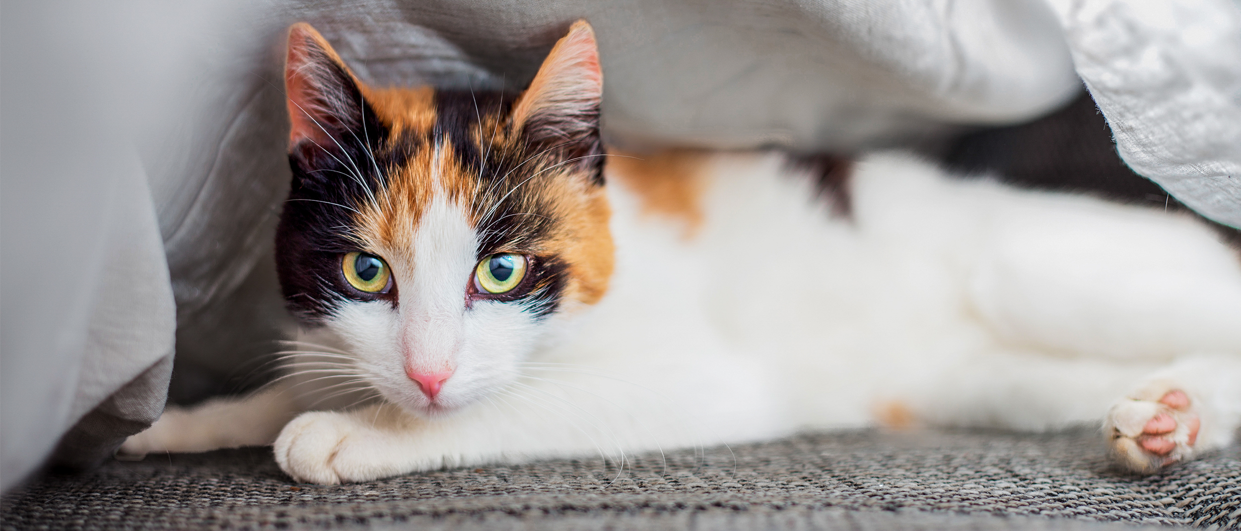 Adult cat lying down on a carpet surrounded by grey blankets.