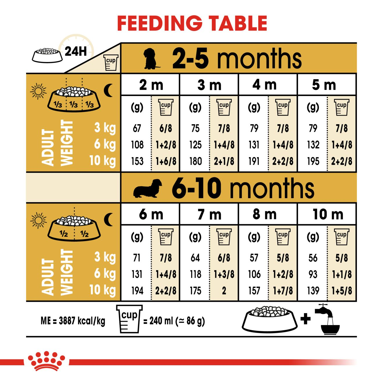 Miniature dachshund cheap feeding guide