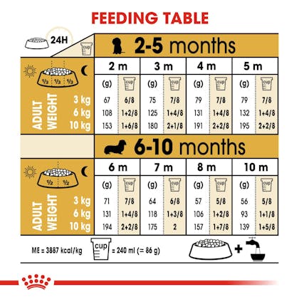 Dapple Dachshund Dog Measuring Chart Magnet Set Kitchen Cooking and Baking  Guide