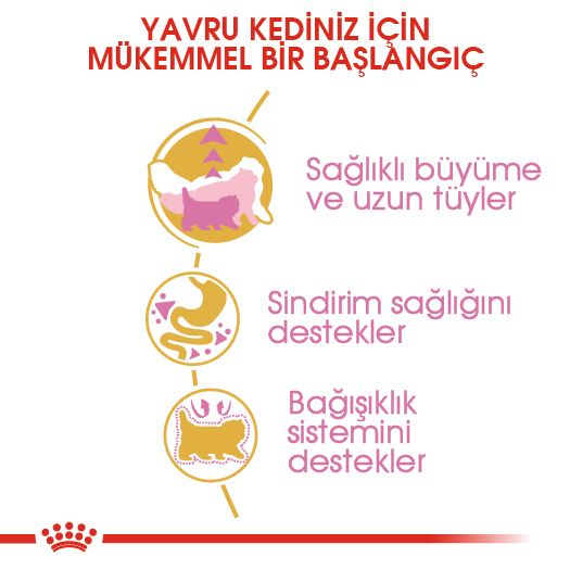 Persian Kitten Yavru Kedi Kuru Maması