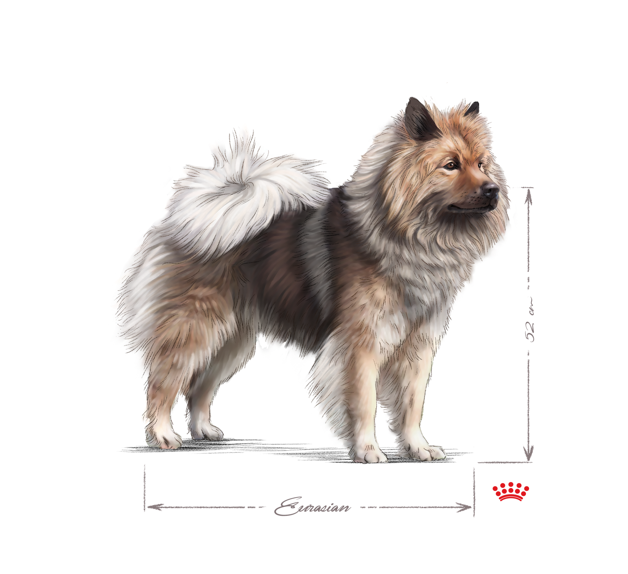 Eurasier adulte debout