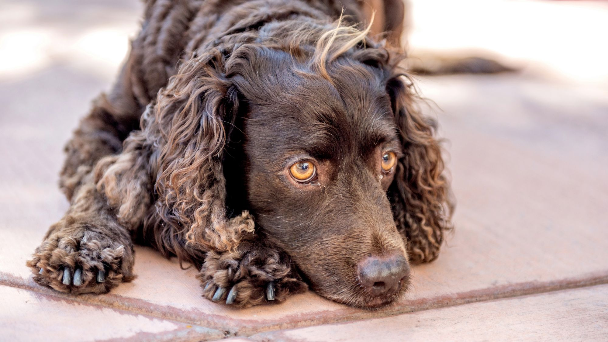 Chocolate brown American Water Spaniel laying head on paws