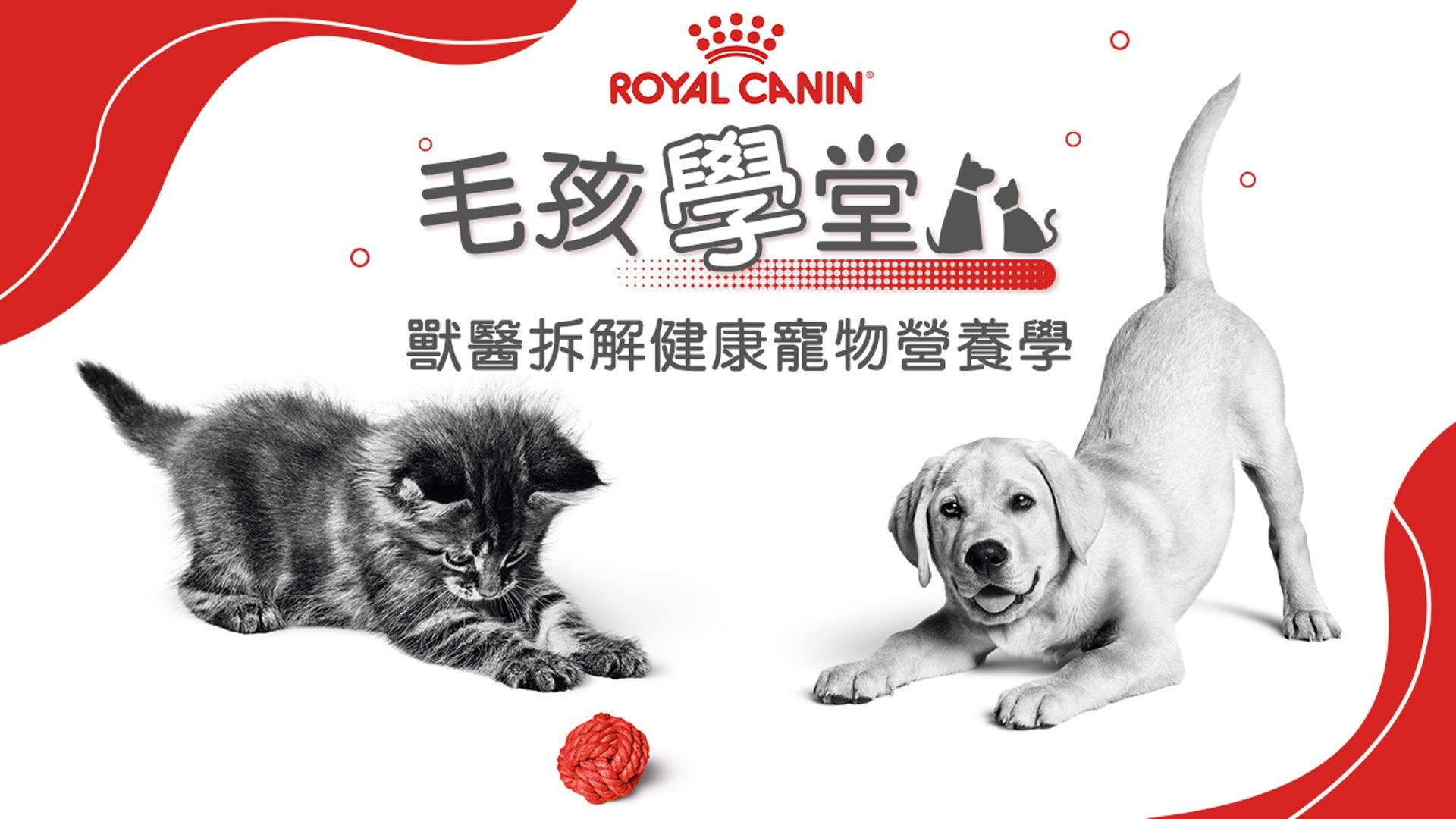 HK01 x Royal Canin