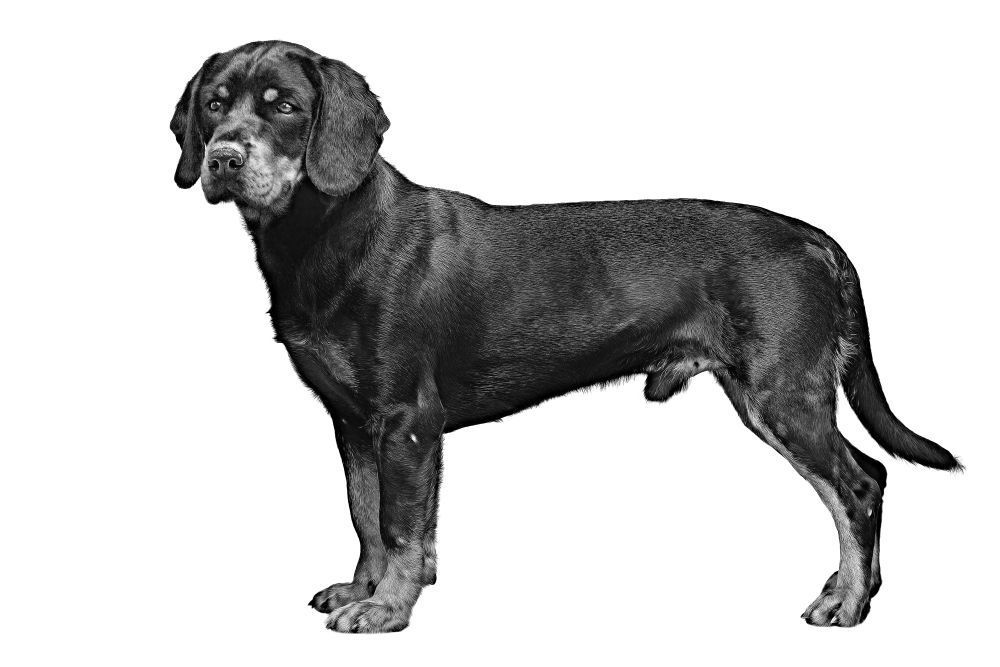 slovakian-hound-bw-1