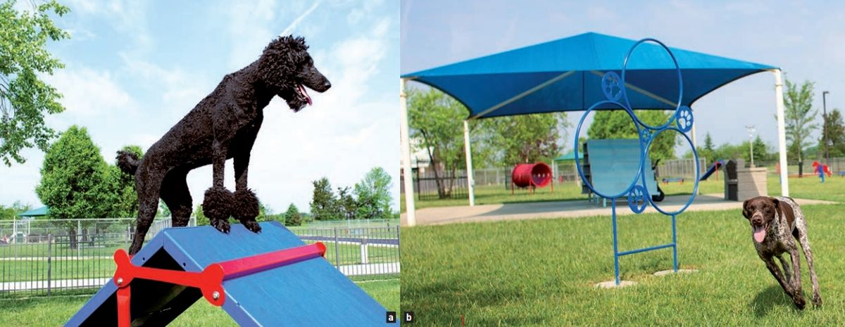Standard Poodles (a) and German Shorthair Pointers (b) are two of the breeds at the PHNC that enjoy daily exercise and play at the large outdoor dog park. 