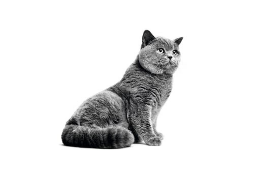 British Shorthair adult sitting in black and white on a white background