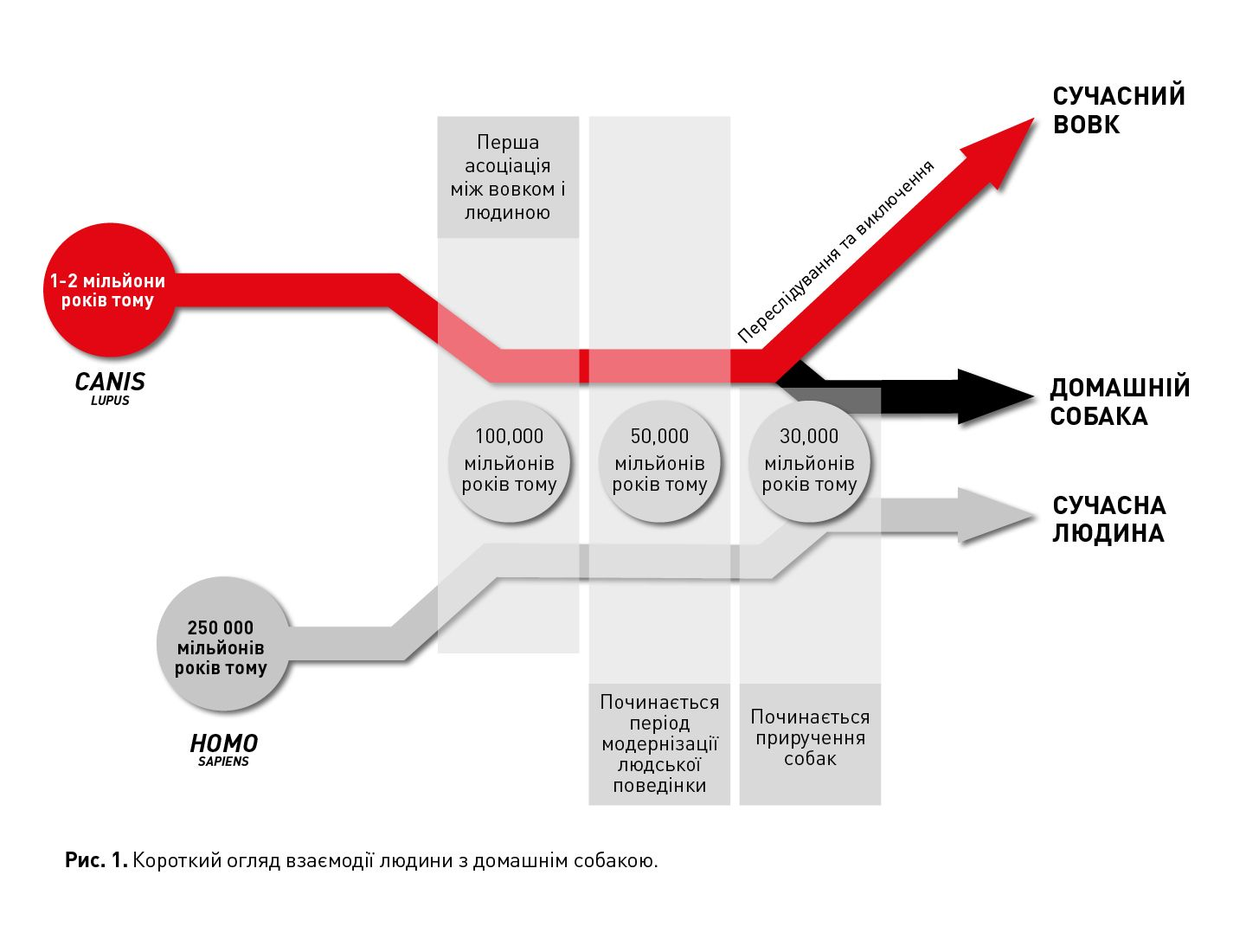 Рис.1. Короткий огляд взаємодії людини з домашнім собакою.