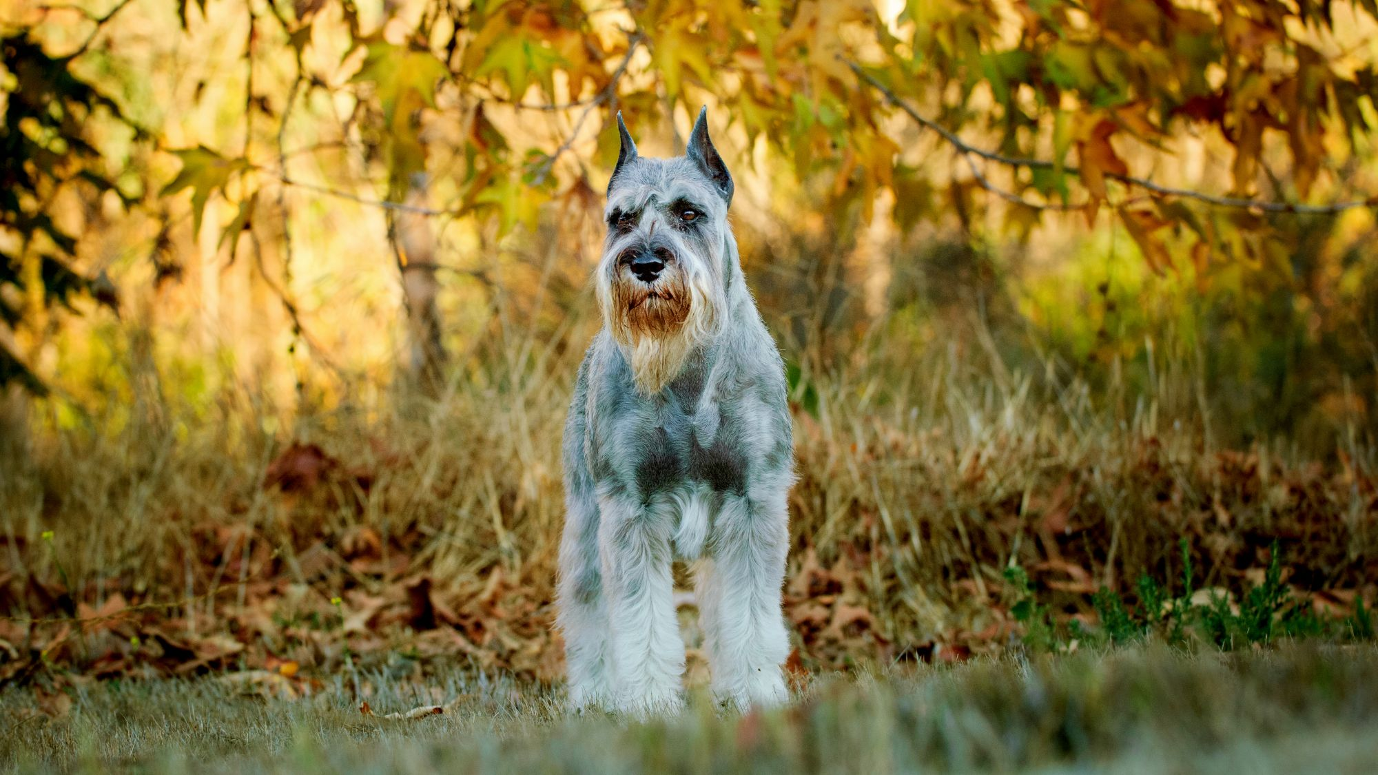 Grey Standard Schnauzer standing in front of low branches and fall foliage