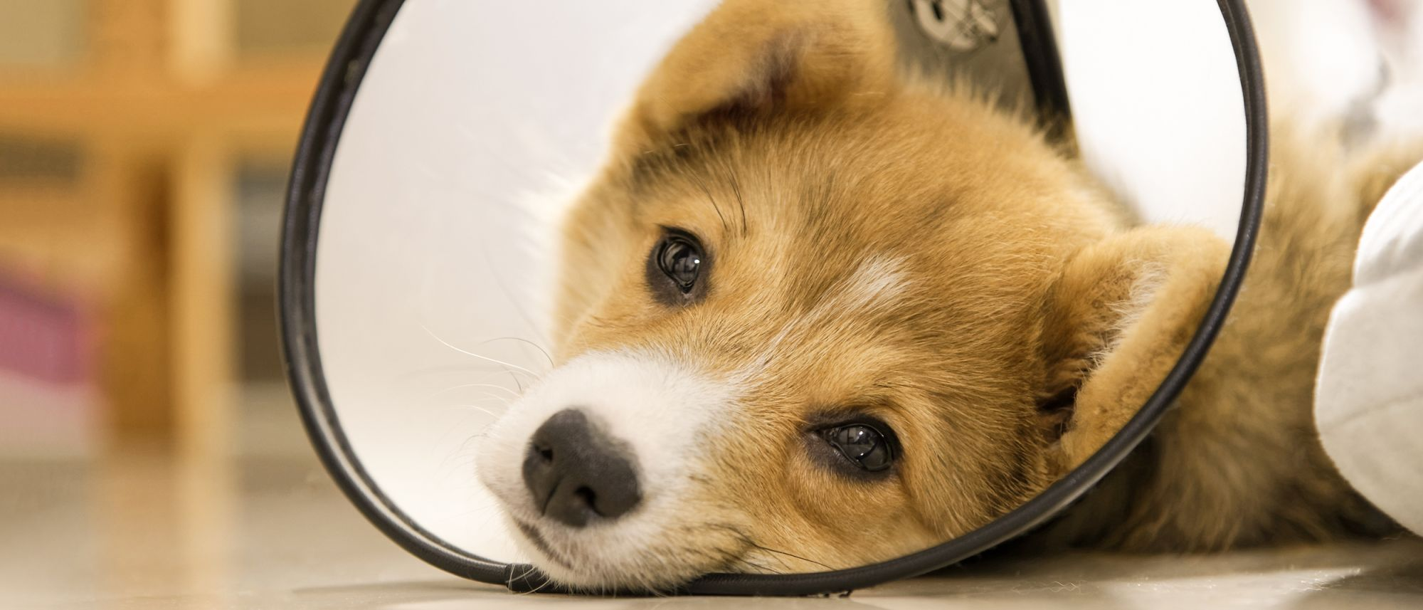 Cachorro Corgi tendido en el suelo con un cono