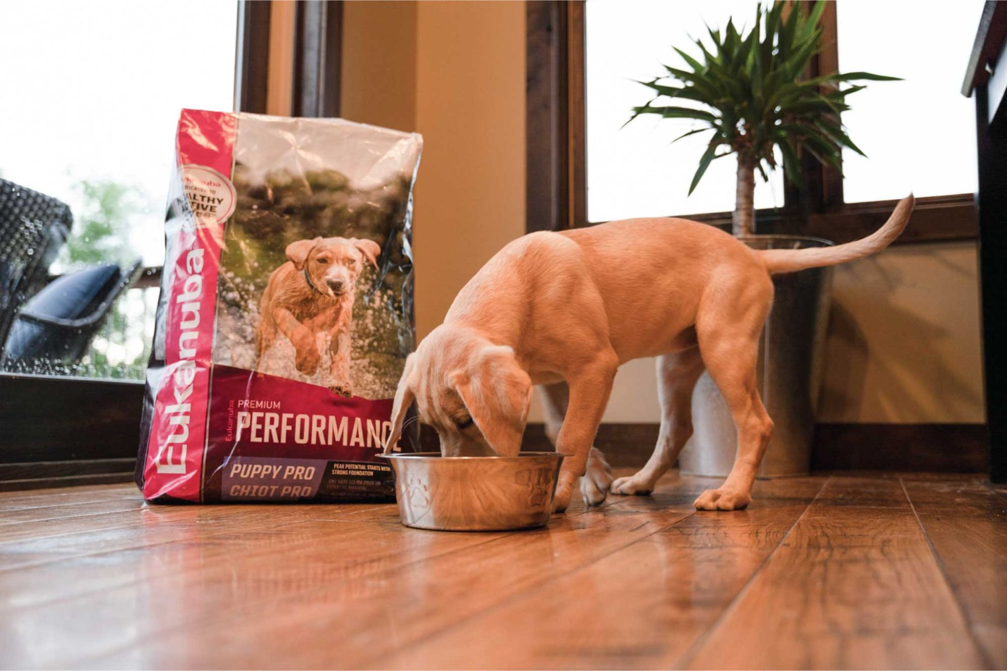 https://cdn.royalcanin-weshare-online.io/g1a_doABBKJuub5qNd1y/v3/us-esd-retriever-puppy-eating-eukanuba-premium-performance-puppy-pro