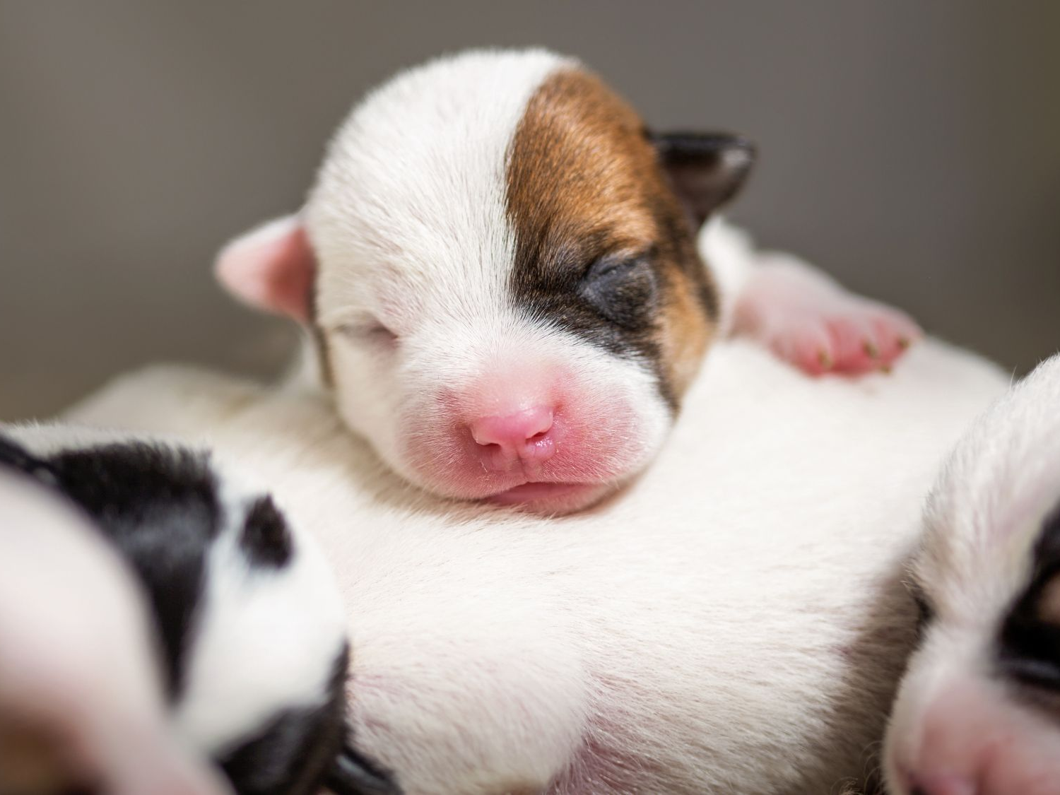 Newborn Jack Russell Terrier puppies sleeping together on a soft blanket