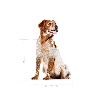 SHN24-MED_AD-SPANIEL-SEATED-EMBLEMATIC-PICTURE-B1
