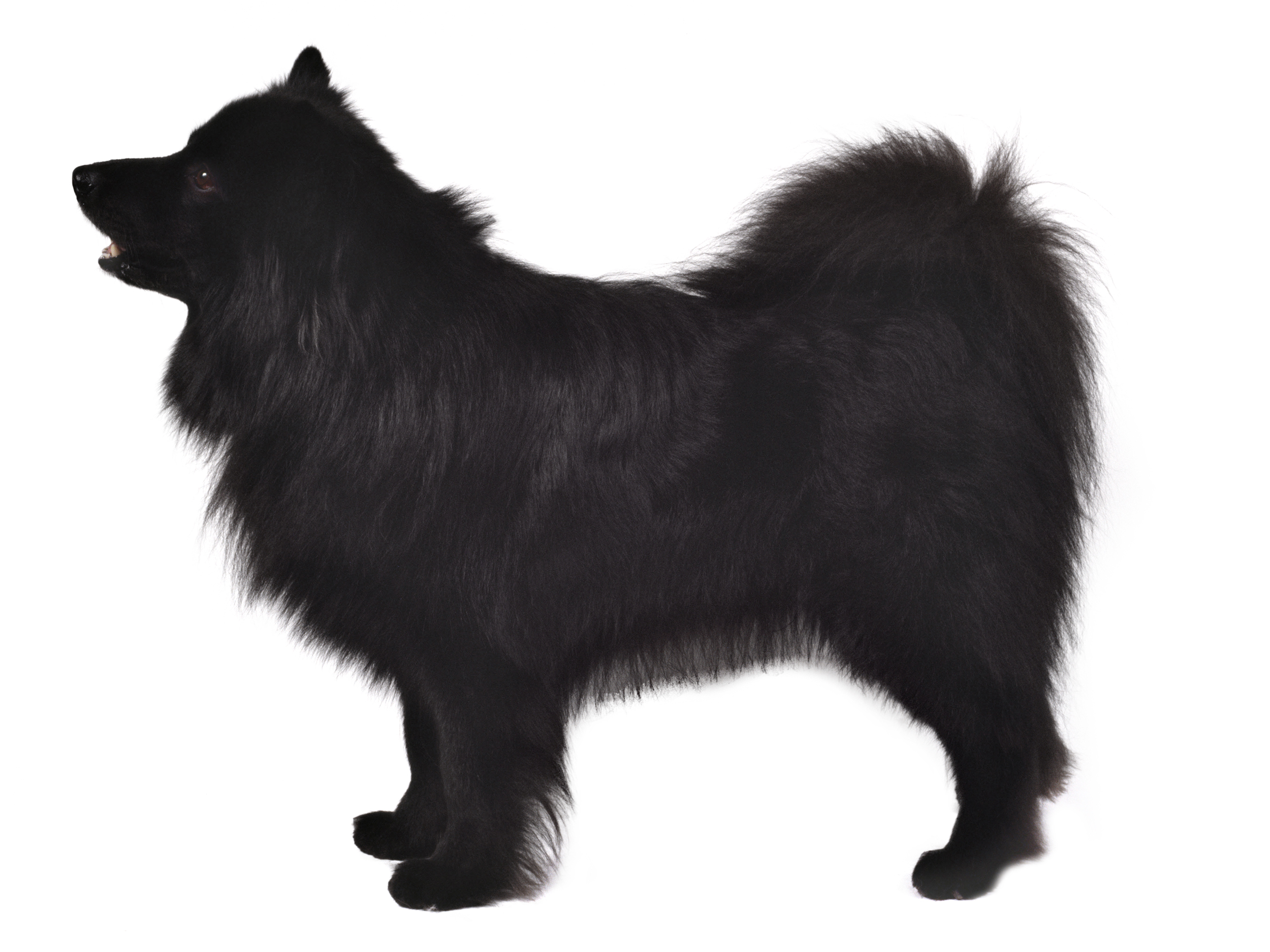 Swedish Lapphund adult black and white