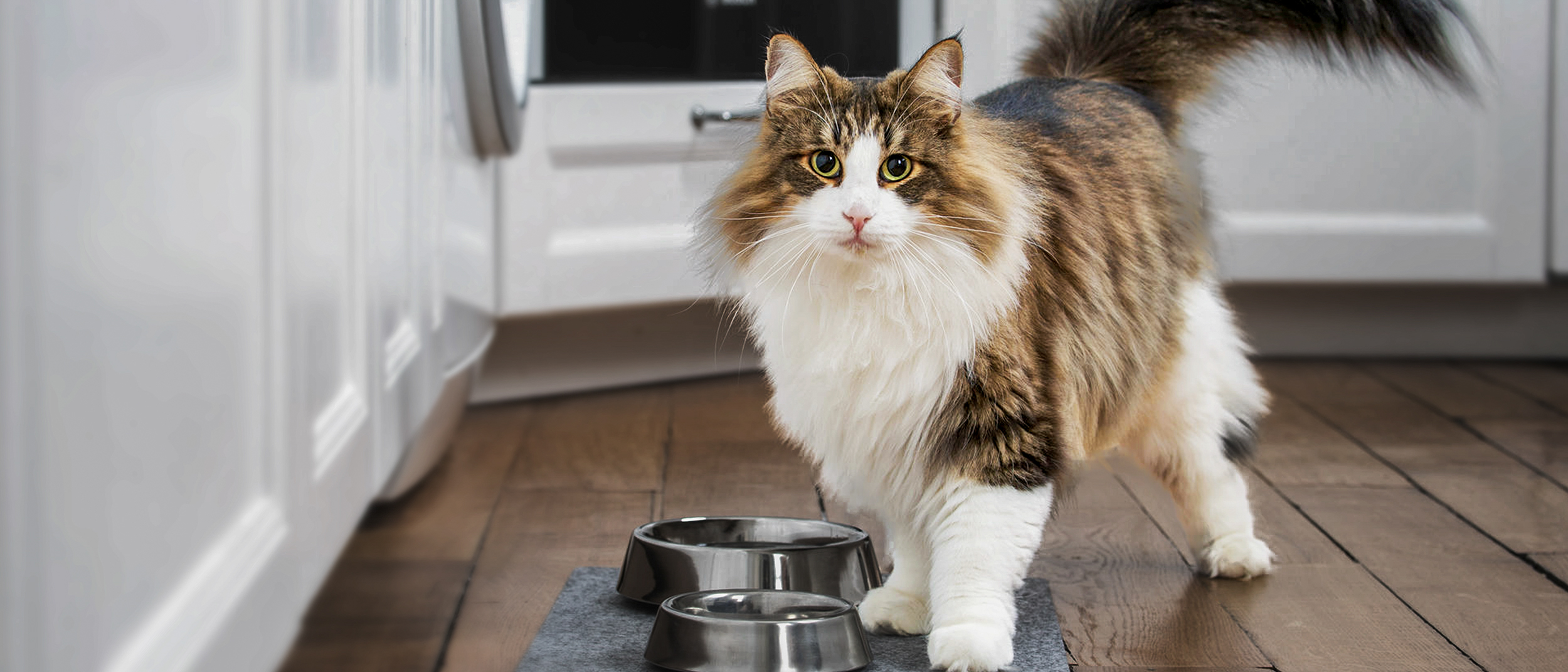 Adult Norwegian Forest Cat standing in a kitchen next to two silver bowls.