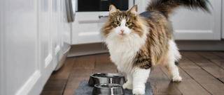 Adult Norwegian Forest Cat standing in a kitchen next to two silver bowls.