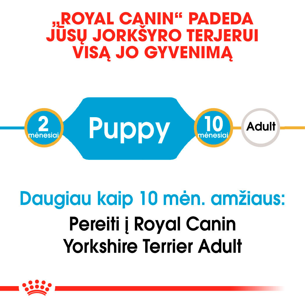 Yorkshire Terrier Puppy