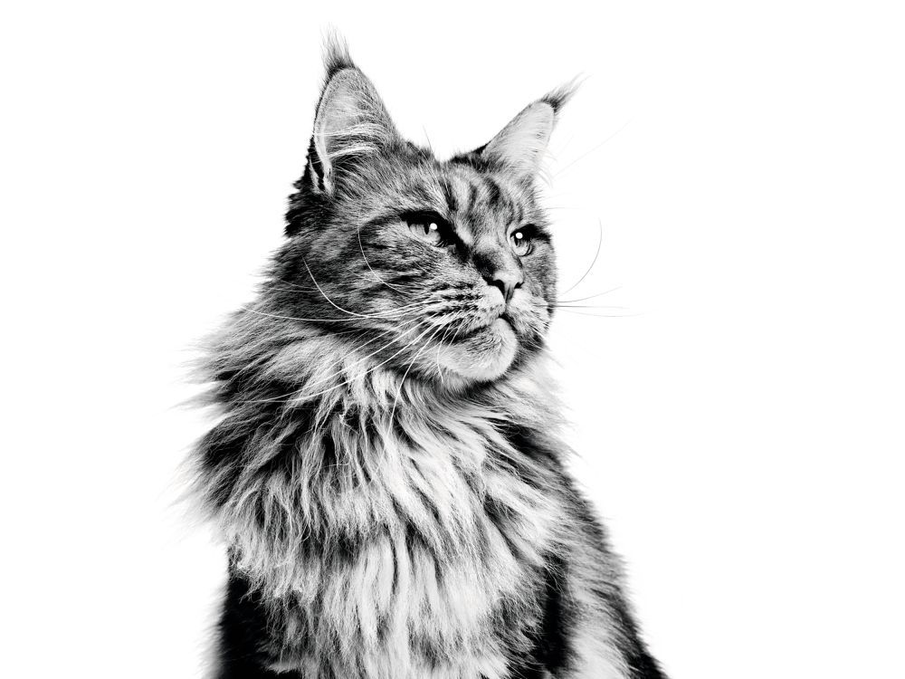 Schwarz-Weiß-Porträt einer Maine-Coon-Katze, die auf den Vorderbeinen sitzt
