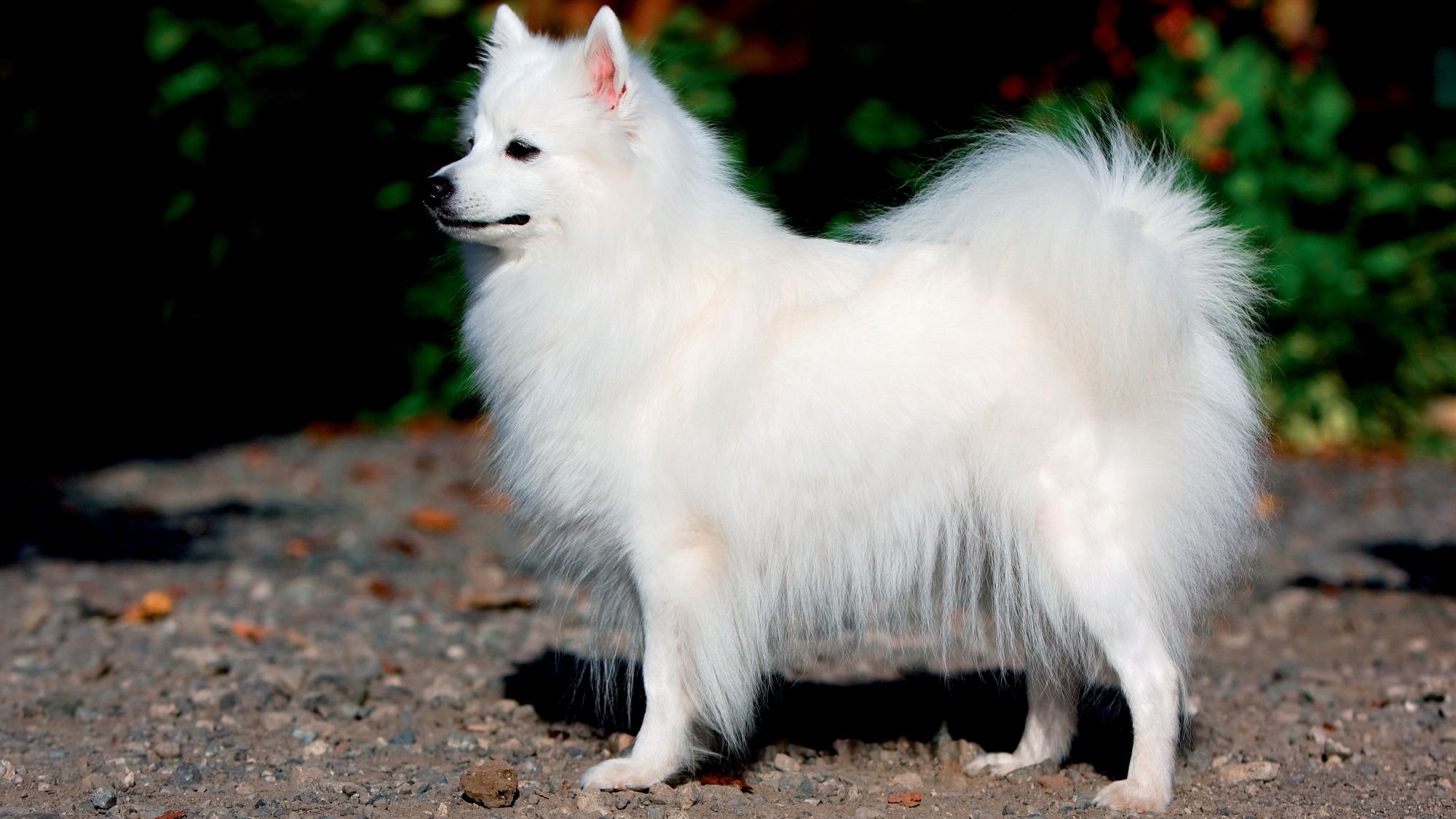 Japanese Spitz stood alert on gravel