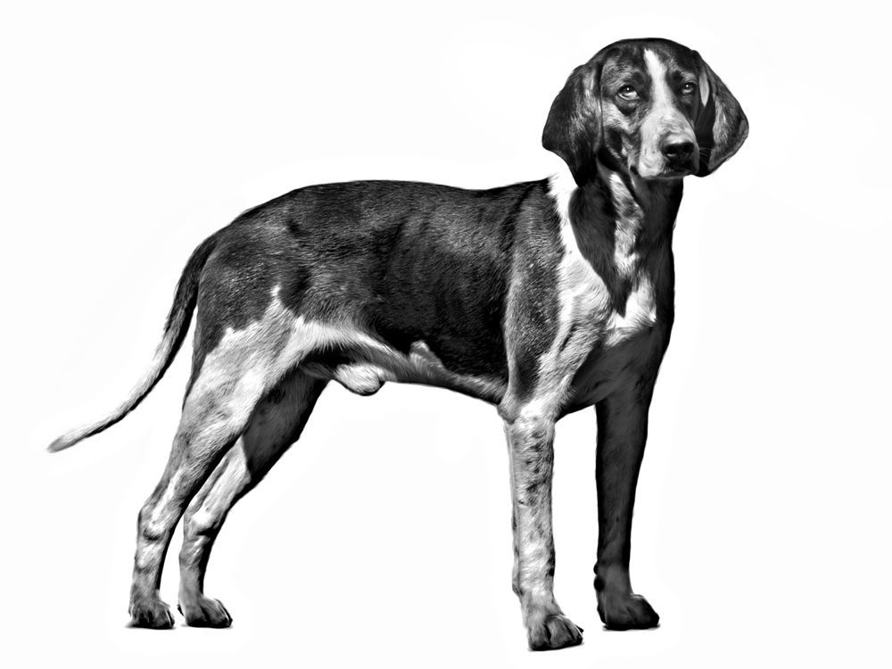 En vuxen labrador retriever i svartvitt