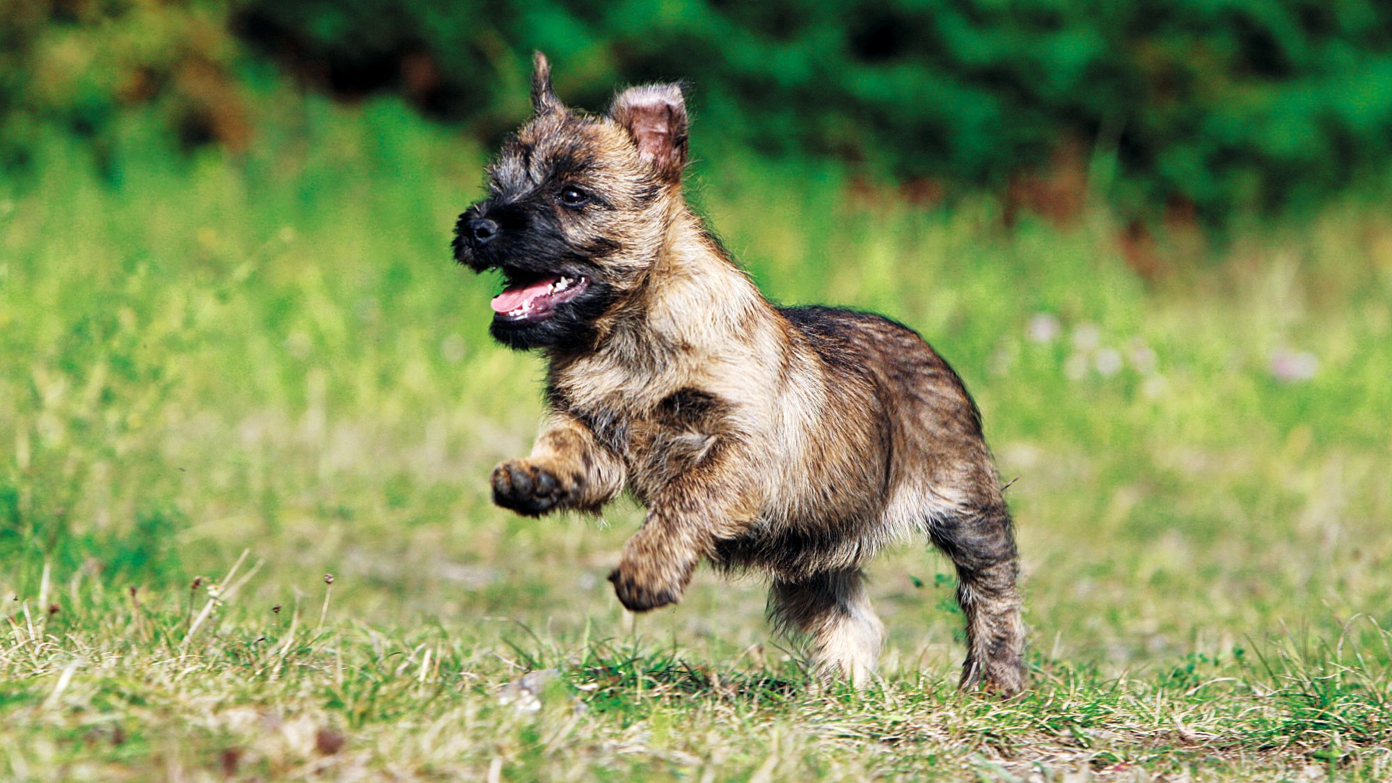 Cairn Terrier captado en cámara a mitad de salto