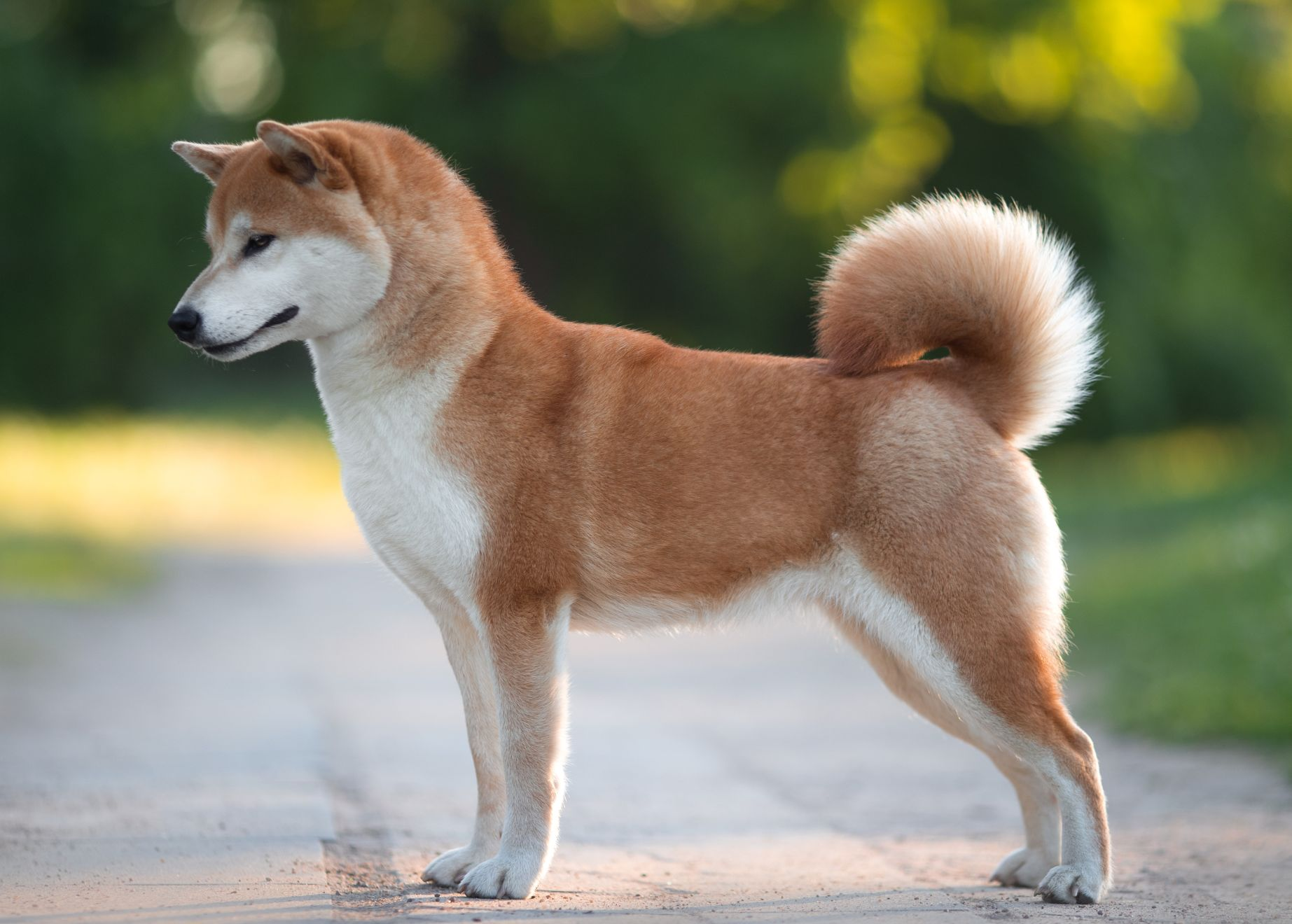 Shiba fashion inu information