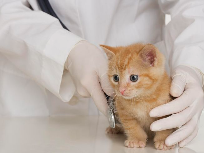 Manos de veterinario examinando a gatito