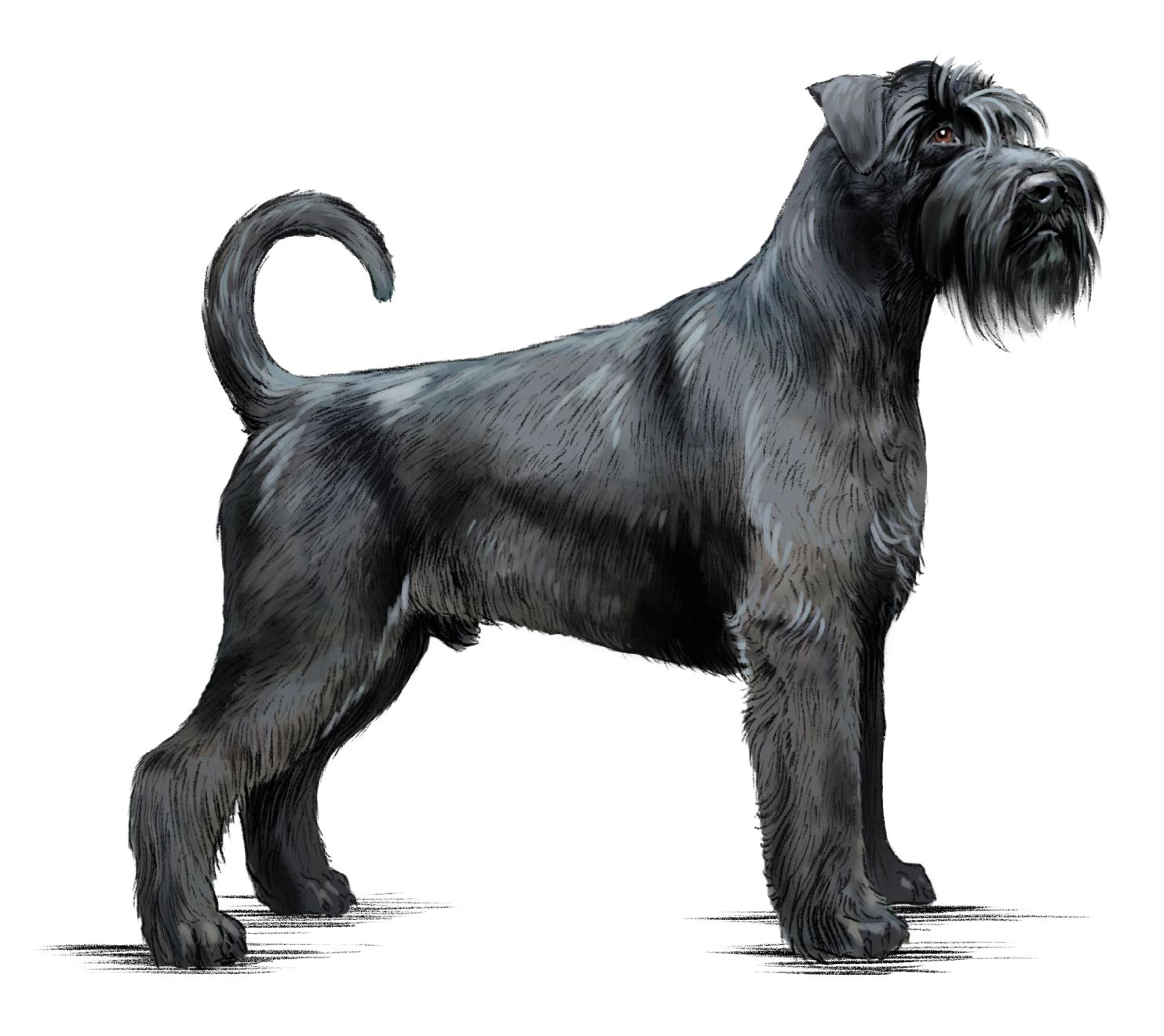 Illustration of Standard Schnauzer