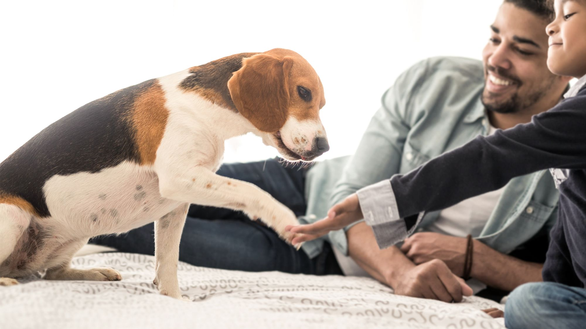 Adult Beagle sitting down on a bed offering a paw to a child while father supervises.