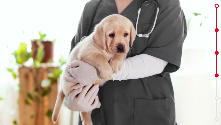 puppy labrador at the vet