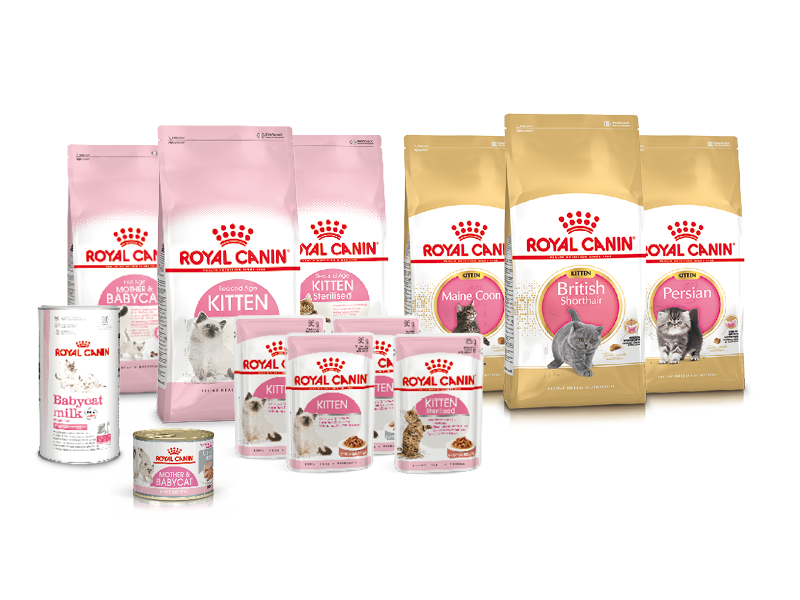 Питание котят