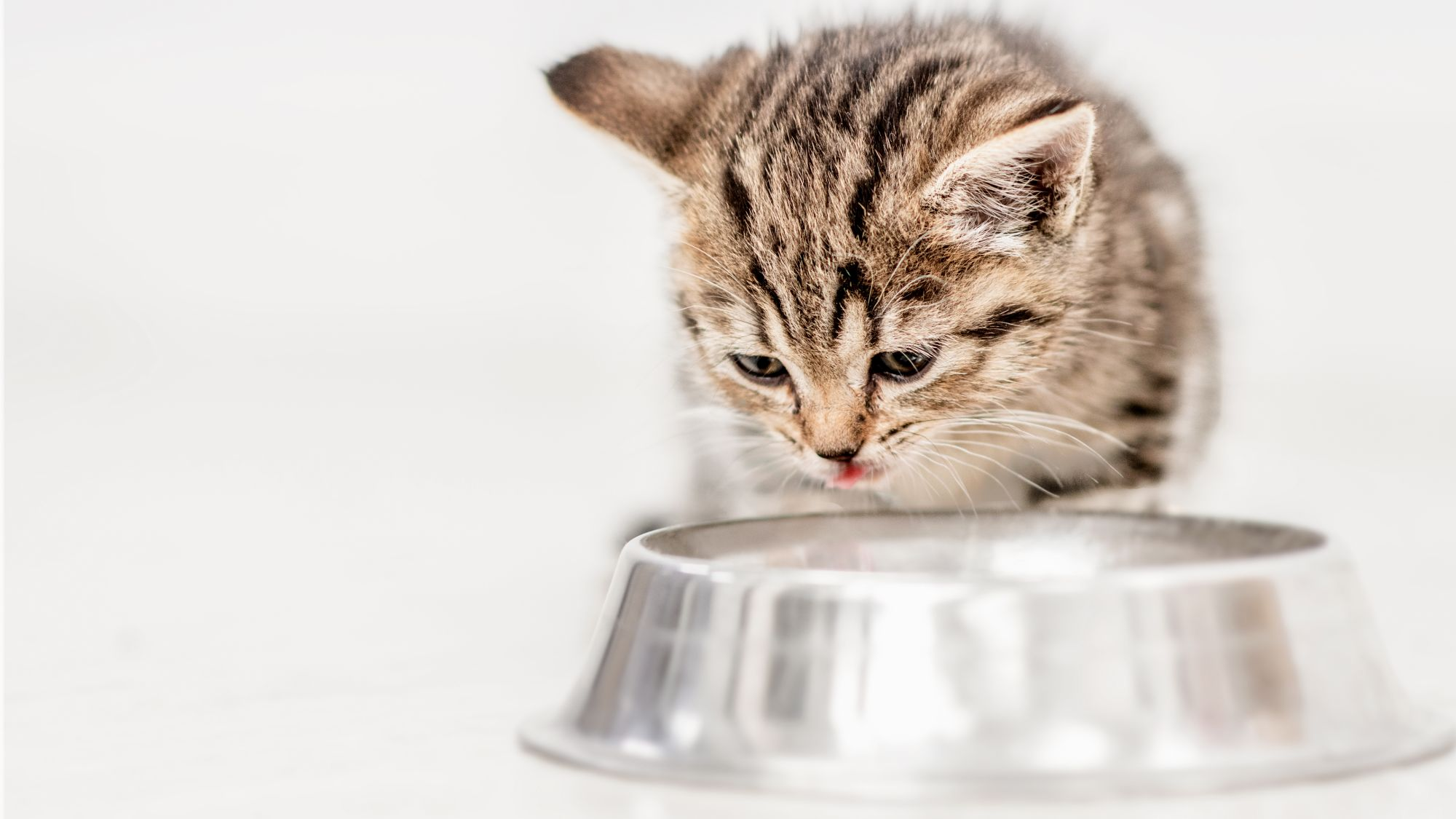 Young kitten eating out of a stainless steel feeding bowl