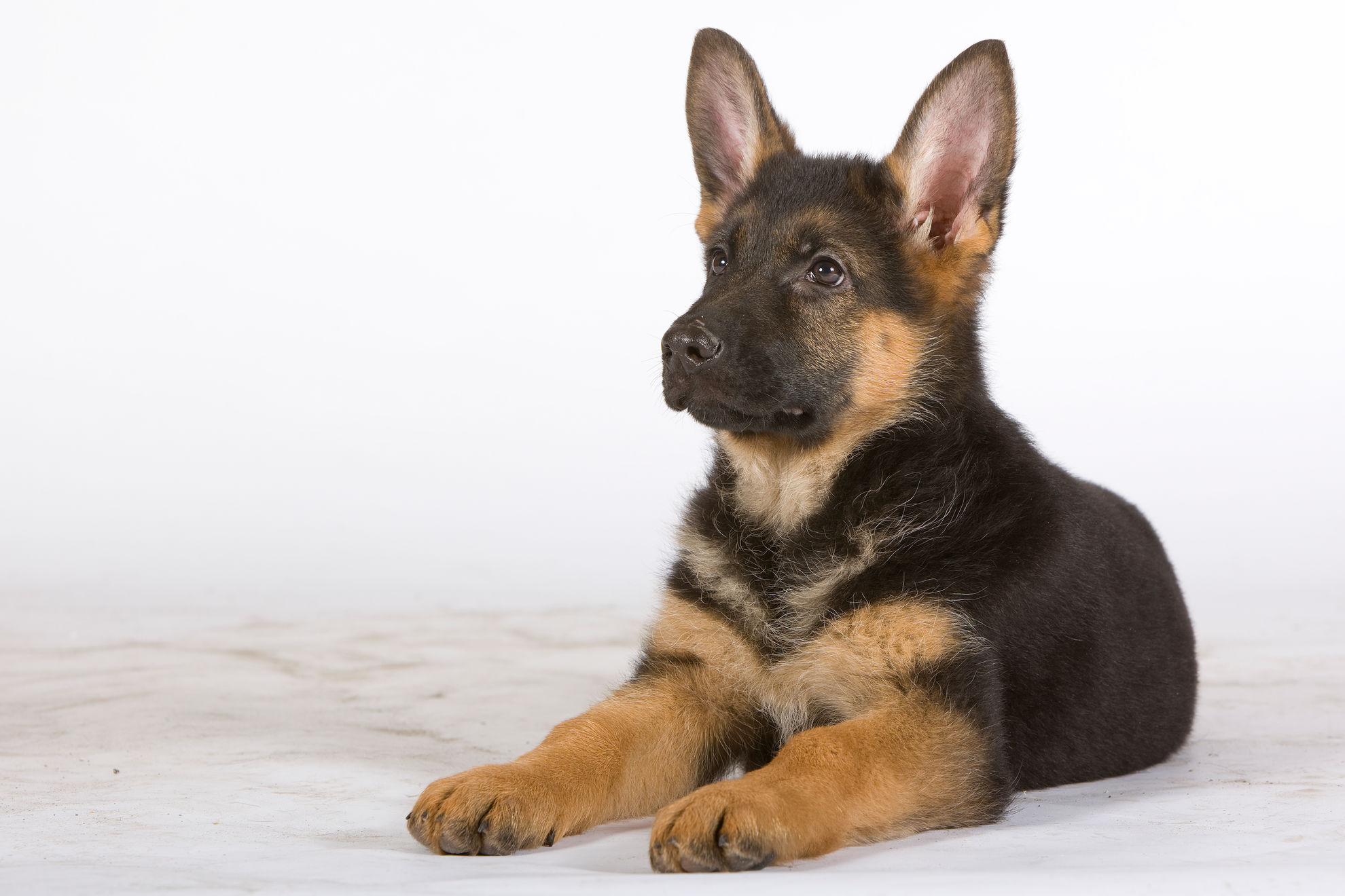 חתלתול אוכל מקערת רויאל קנין