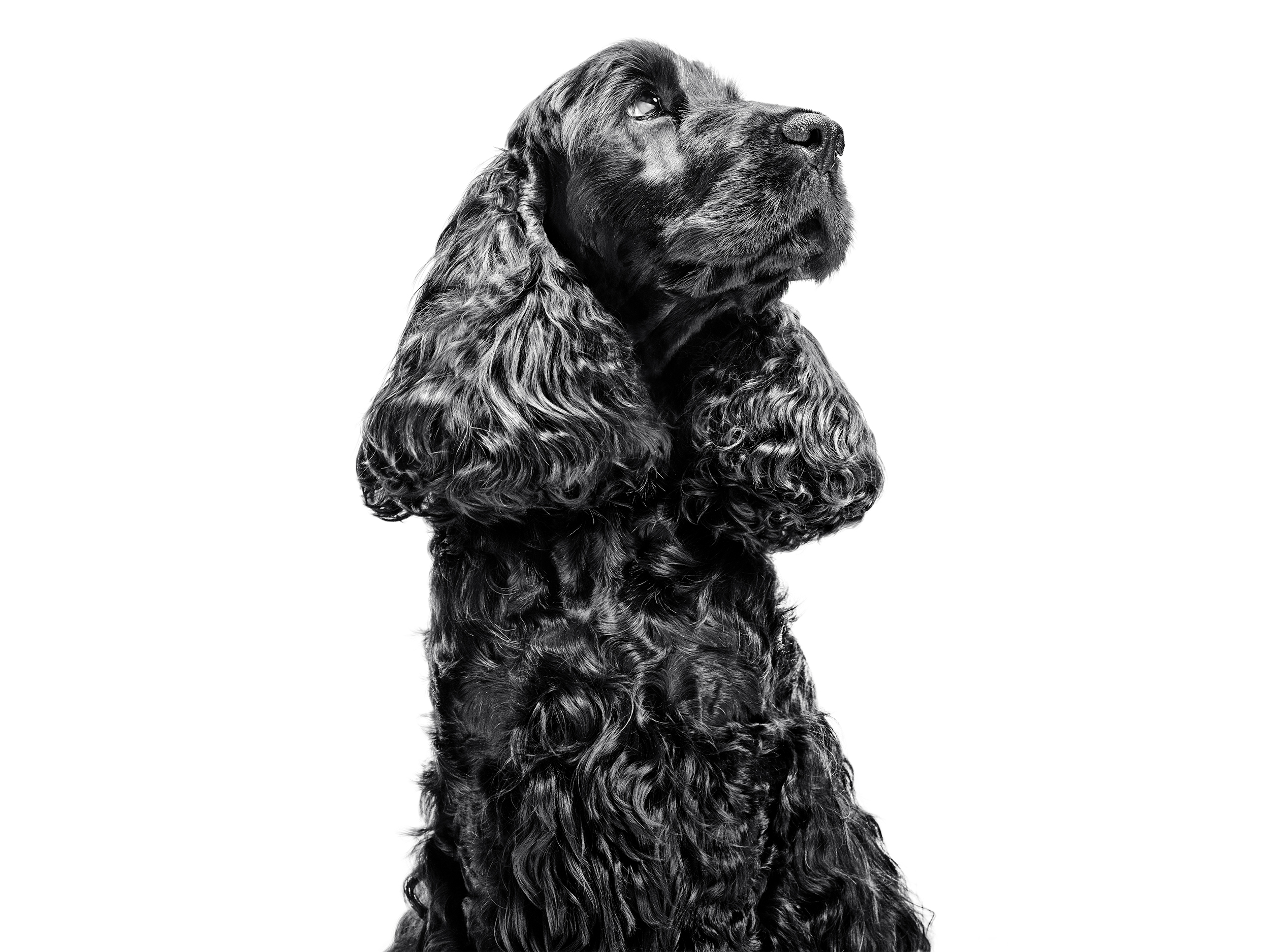 French Spaniel adult standing next to a medium product pack