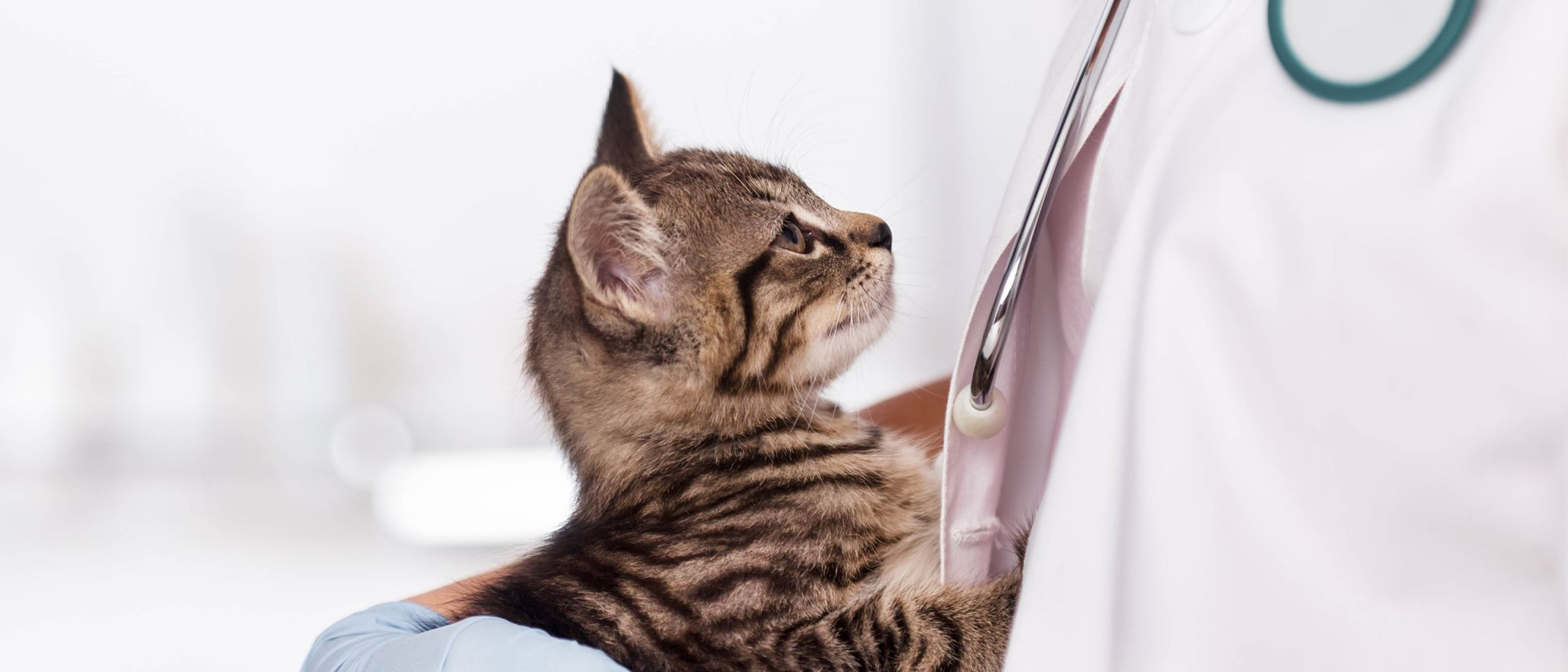 Chory kot: czym objawiają się choroby kotów i jak je rozpoznać?
