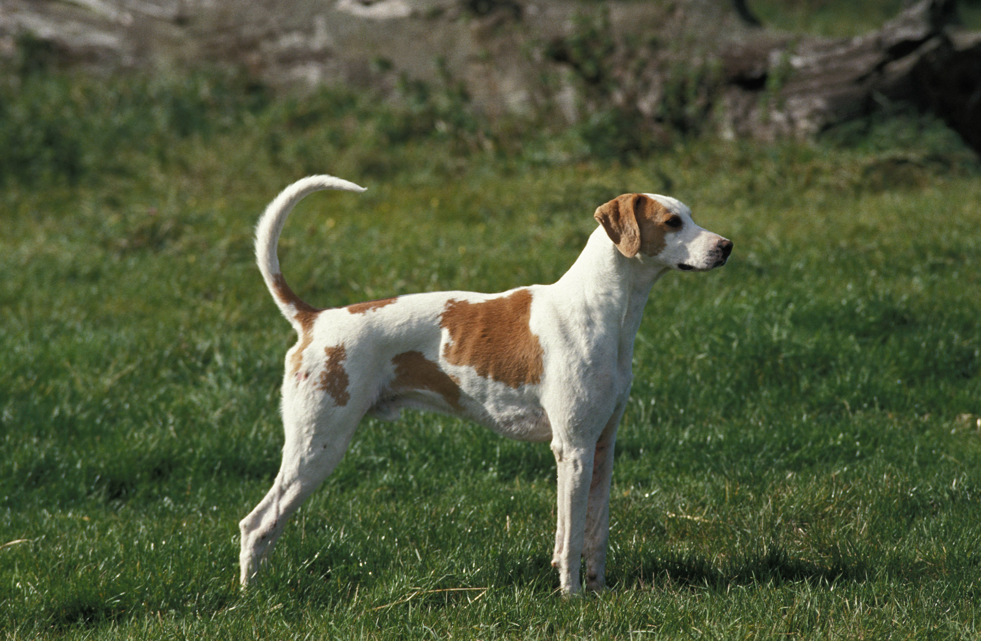 Great Angle Francais White and Orange Hound standing alert on grass