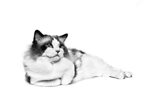 Ragdoll adult lying down in black and white on a white background