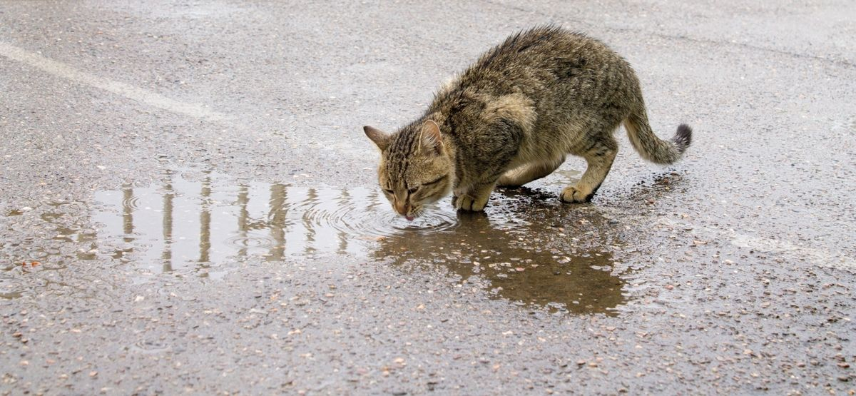 Besoins Hydriques Et Habitudes D Abreuvement Des Chats